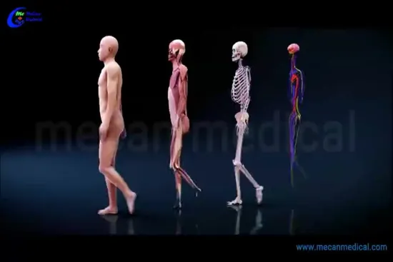 Mesa de autopsia virtual 3D/Anatomage, sistema de enseñanza de anatomía para escuelas y universidades